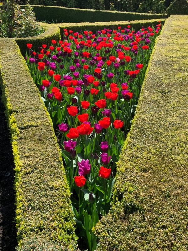 A triangular hedged garden of Red and Purple Tulips.