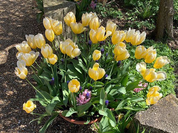 A pot of Yellow Tulips.