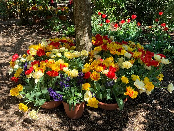 Pots of various colours and varieties of Tulips.