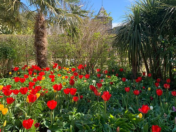 A bed of mainly Red Tulips.