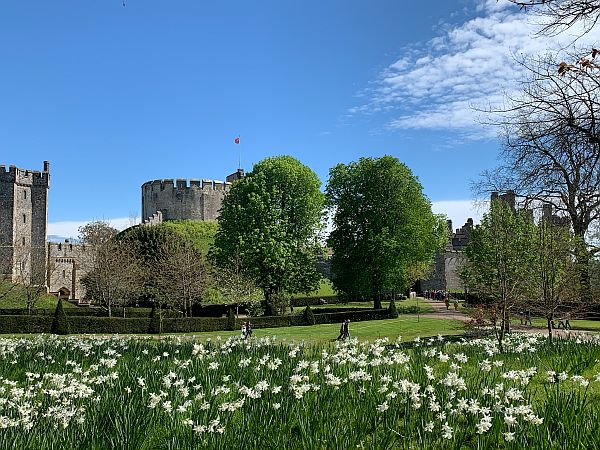 A field of White Daffodils, with Arundel Castle in the background.
