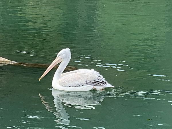 Dalmatian Pelican.