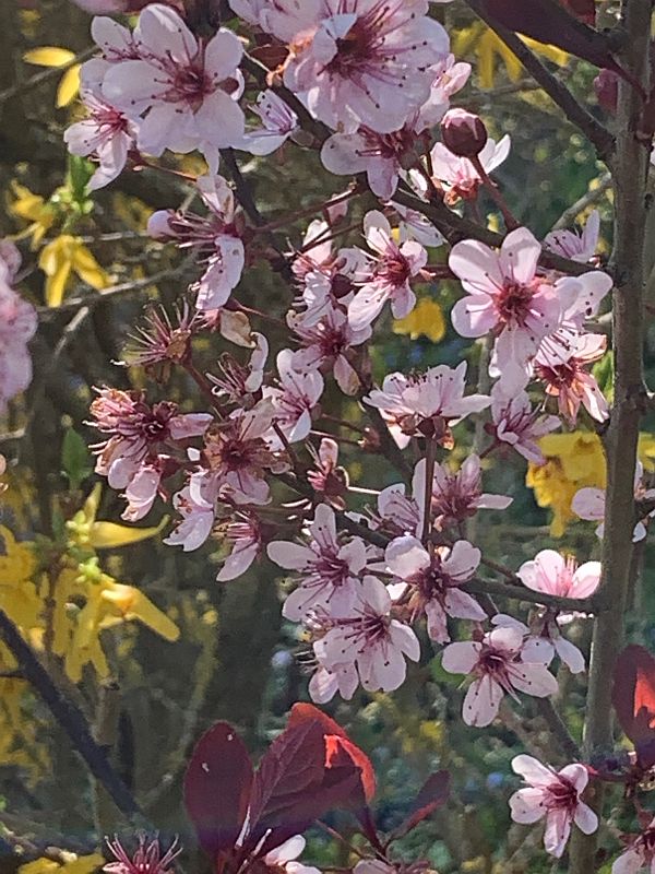 Spring blossom.