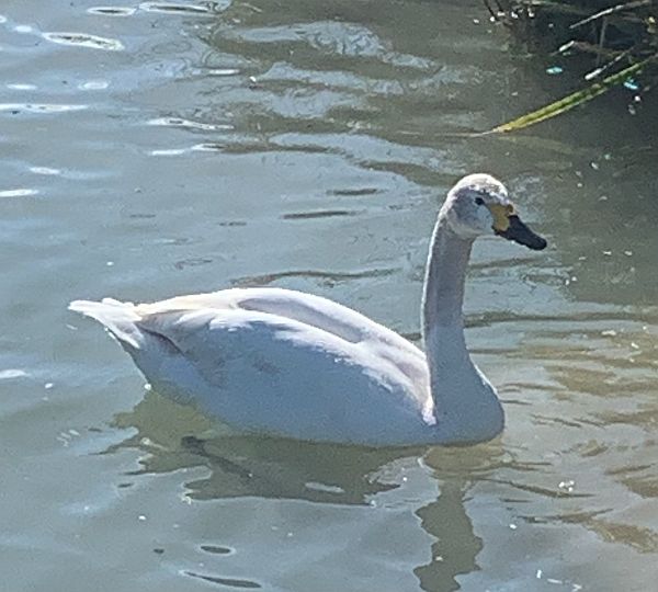 Last year's Bewick's Swan Cygnet.