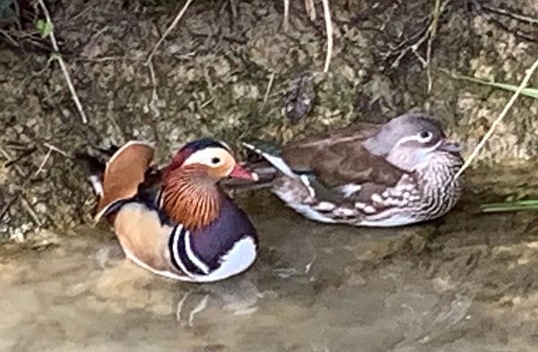 Male and Female Mandarin Ducks.