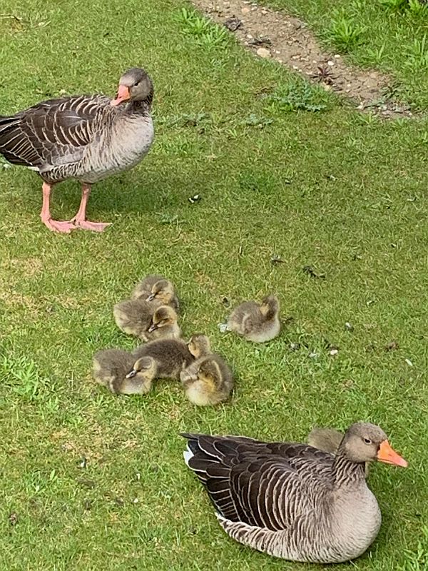 A pair of Canada Geese with their 6 Goslings.