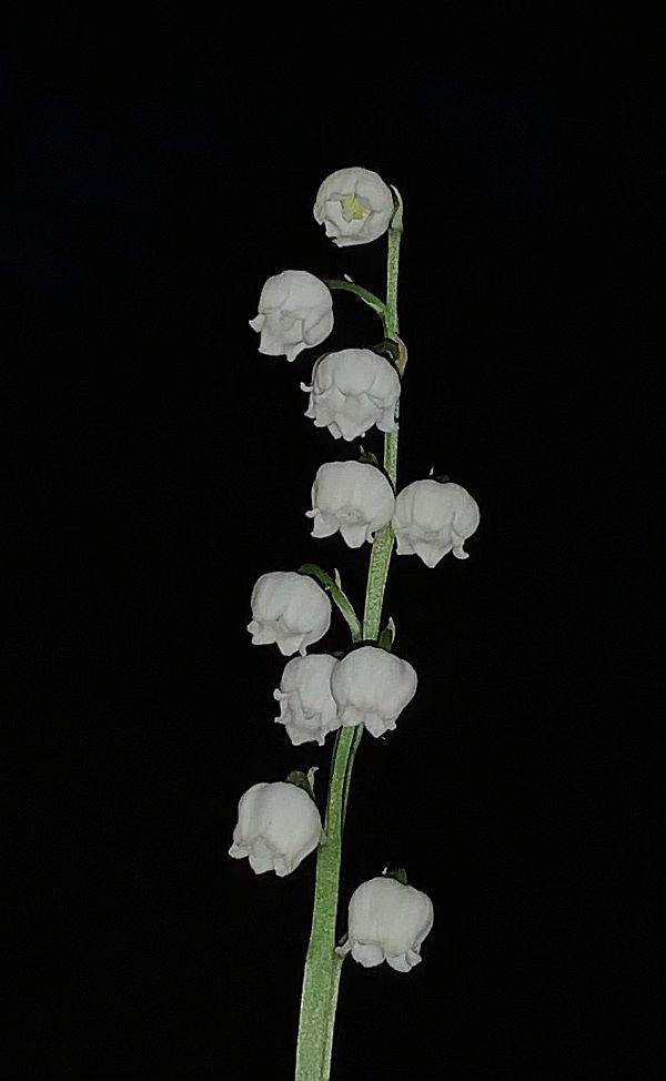 Lily of the Valley