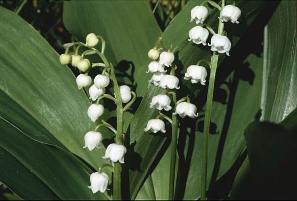 The white, bell-like blooms of the Lilly of the Valley.