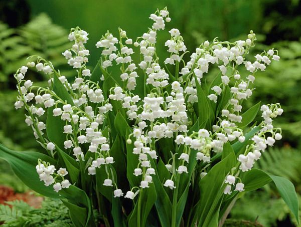 Lily of the Valley.