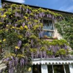 The Darling Buds of May - Laurel Cottage covered in budding flowers.