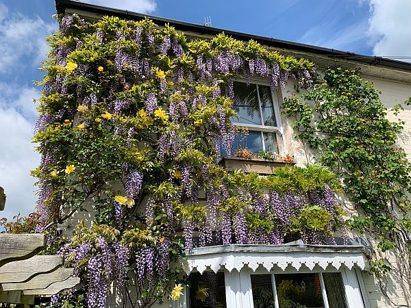 The Darling Buds of May - Laurel Cottage covered in budding flowers.