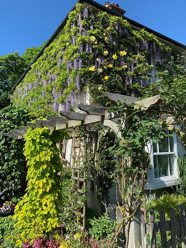 Flower covered Pergola.