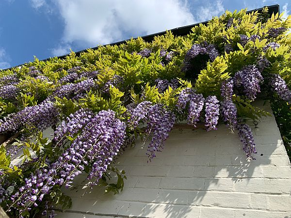 Climbing flowers.