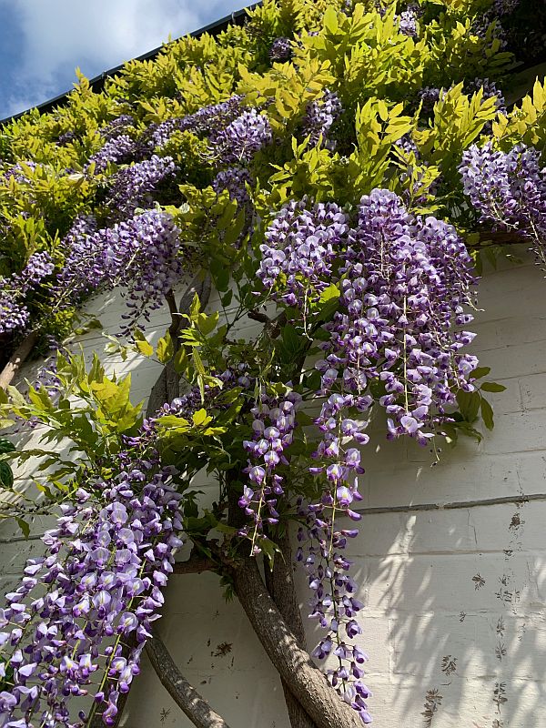 Climbing flowers.