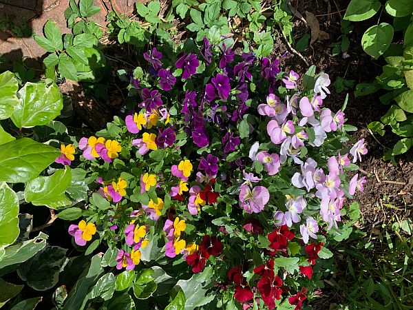 Multi-coloured flowers.