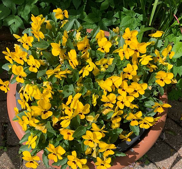 A pot of yellow flowers.