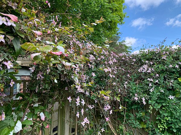 Climbing flowers.