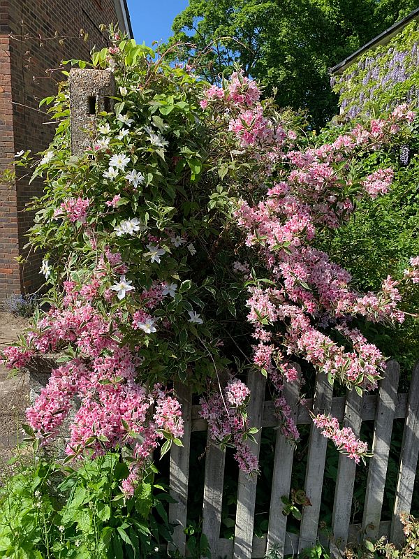 Colourful flowers on the garden wall.