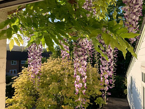 Trailing flowers.