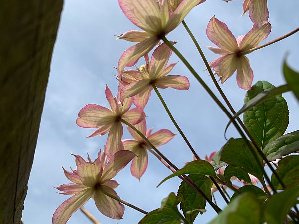 Colourful flowers against the blue sky.