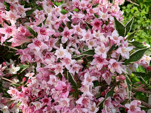 A blaze of pink flowers.