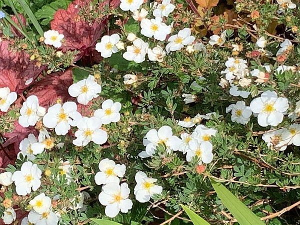 White flowers.