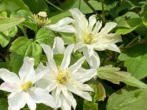Close up of white flowers.