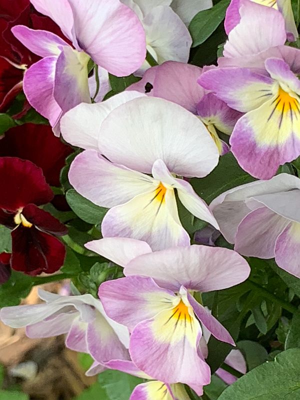 Lilac coloured petals with yellow centres.