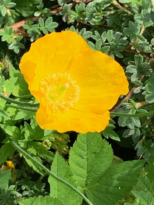 A single yellow flower.