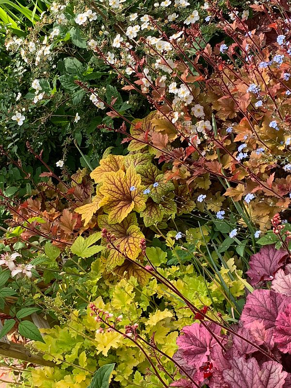 A riot of small, multi-coloured flowers.