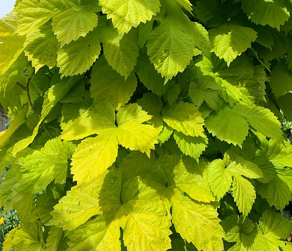 Bright green leaves.