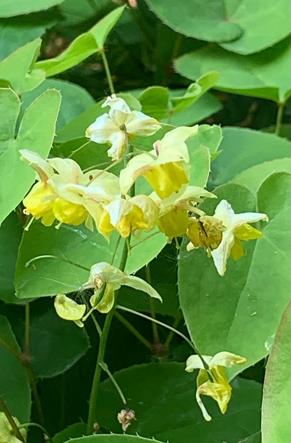 Pale yellow flowers against green leaves.