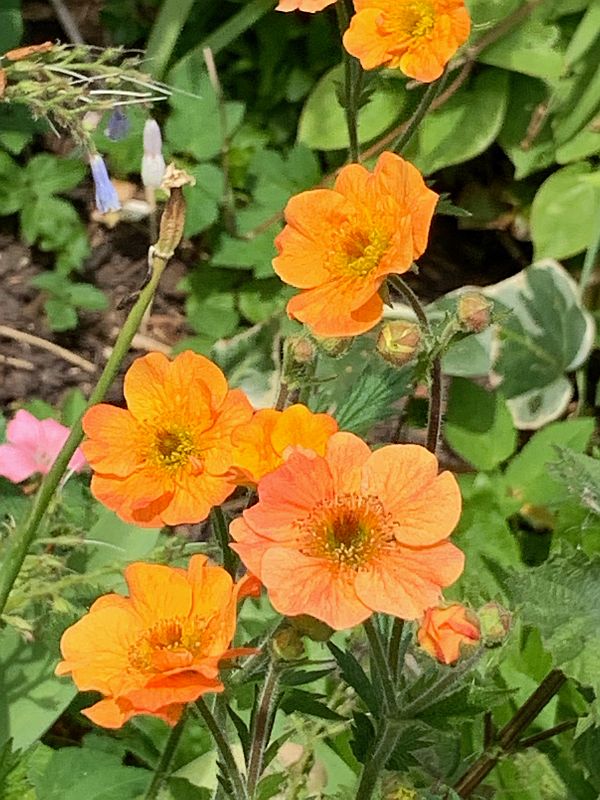 Orange flowers.