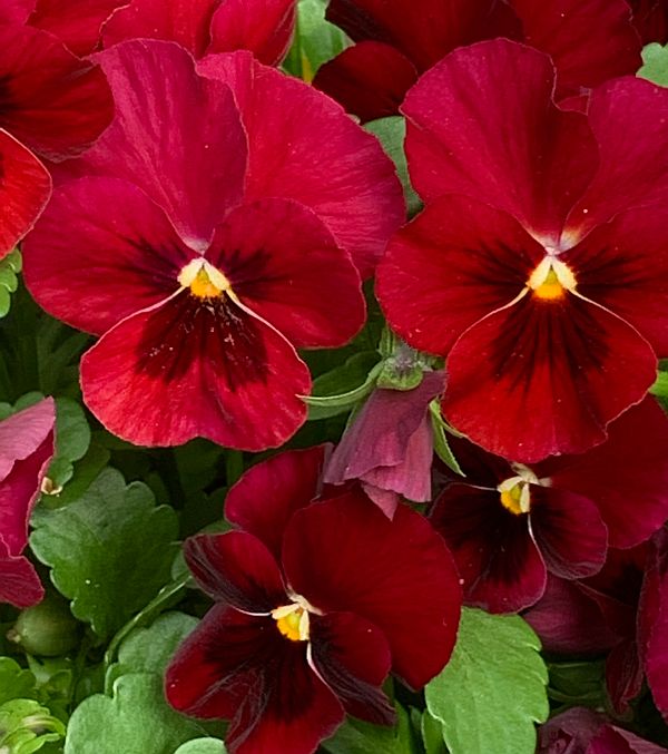 Deep red flowers.