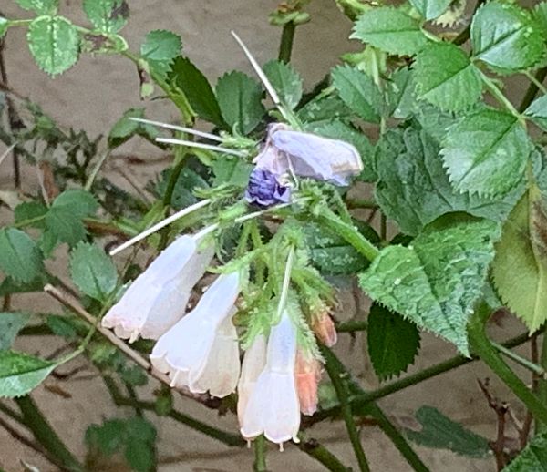 Long petalled white flowers.