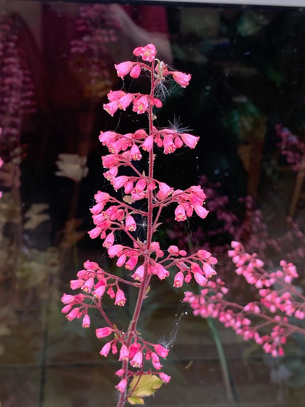 Pink bell-shaped flowers.