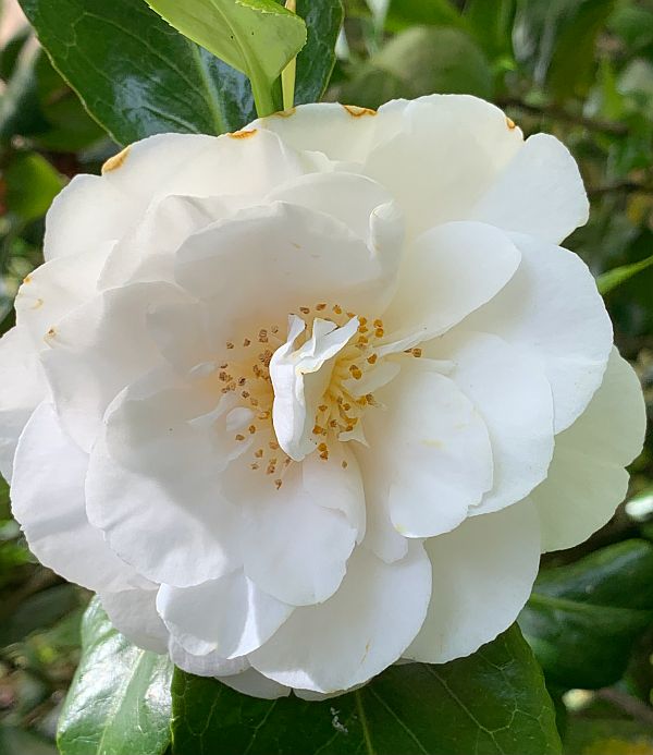 Large white flower.