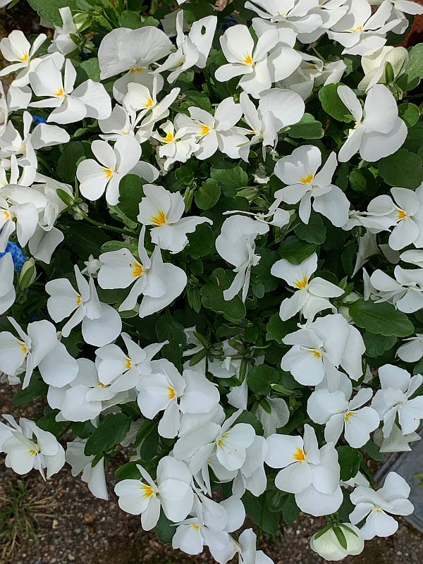 A mass of white flowers.