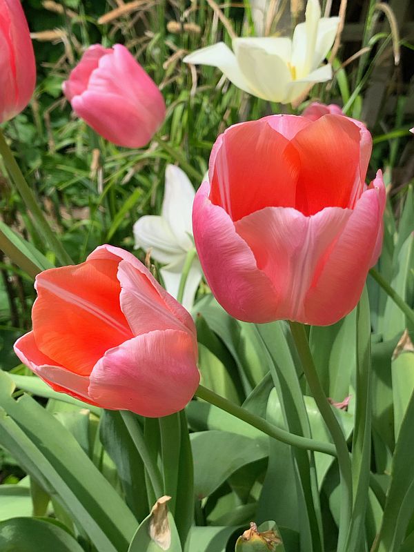 Pink and White Tulips.