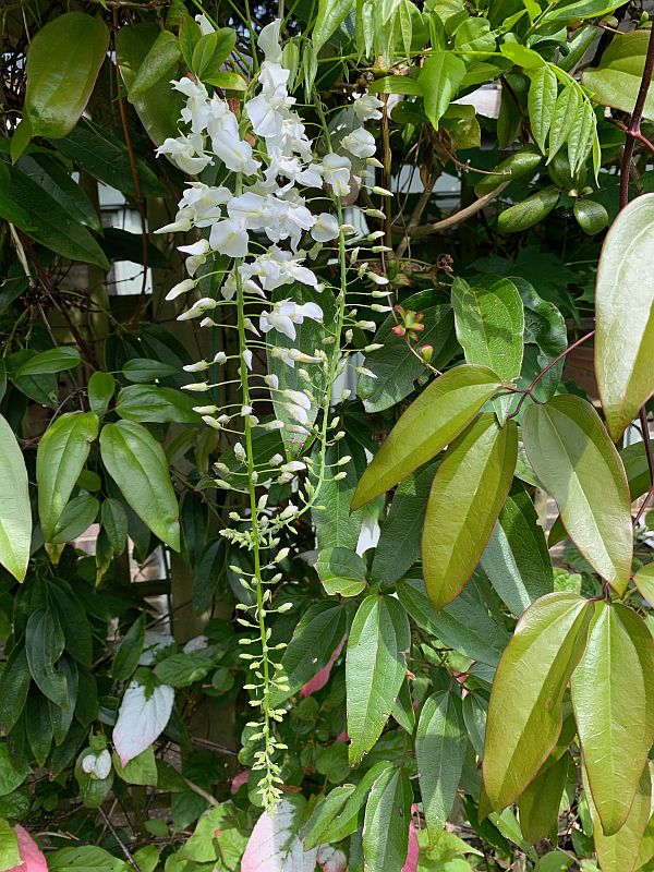 White, bell-shaped flowers.