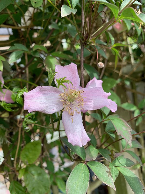 Pale pink 4-petal flower.