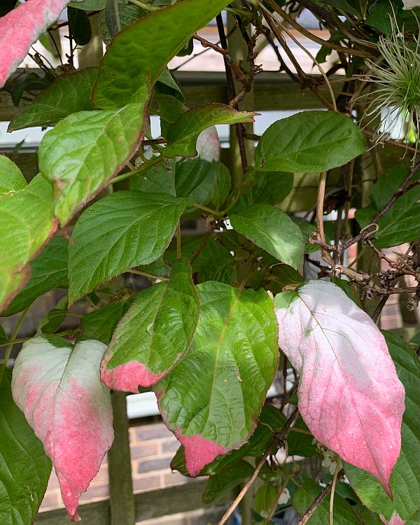 Green leaves turning to pink.