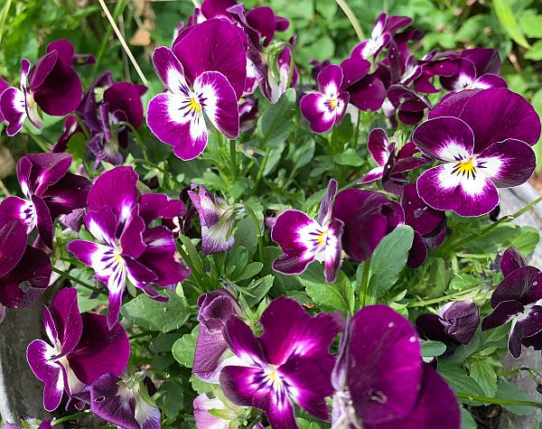 Purple flowers with white centres.