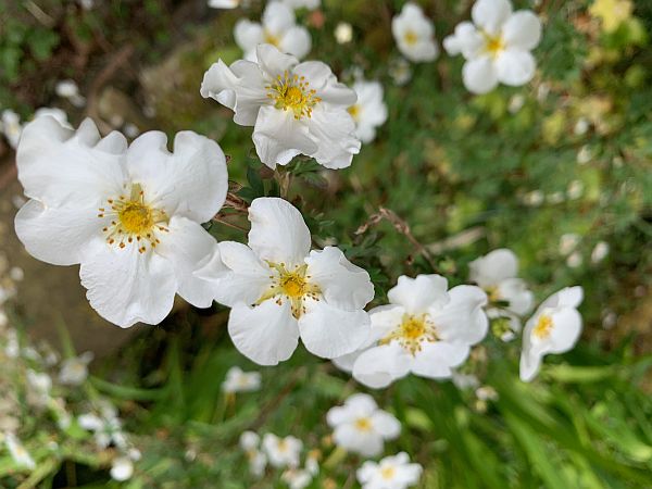 White flowers.