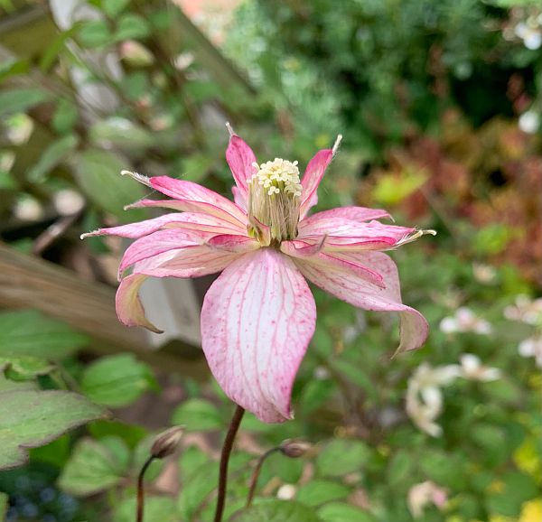 Pink and white striped flowers.