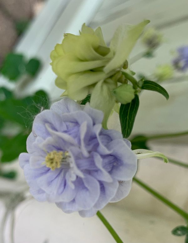 A blue flower with a yellow flower above.