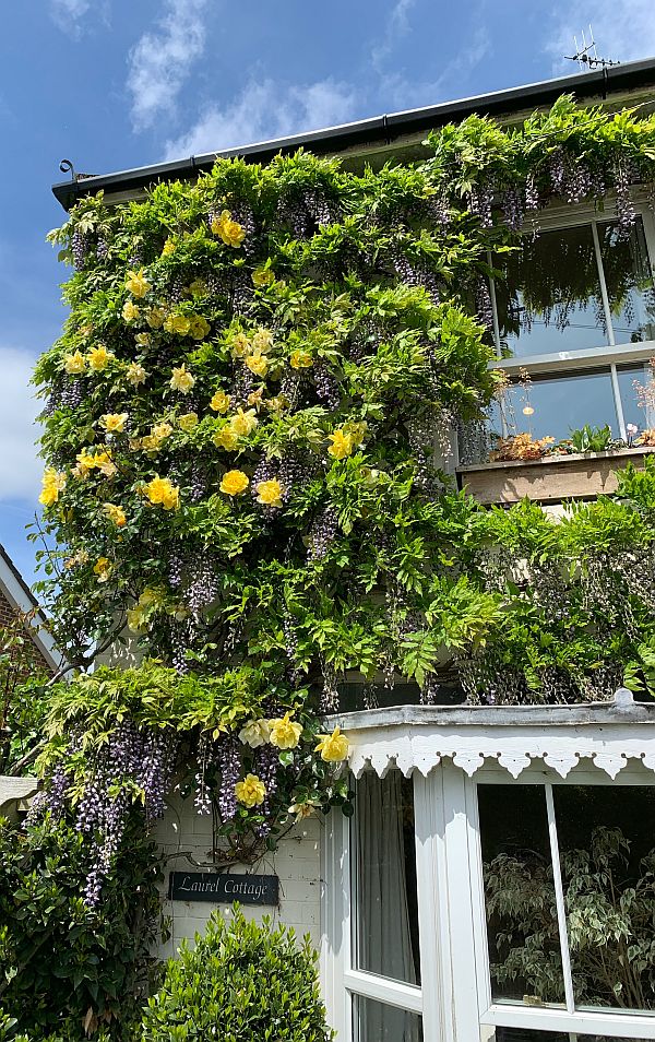 Climbing plant with yellow flowers on Laurel Cottage.