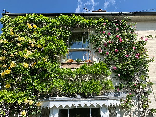 Climbing flowers around an upstairs window at Laurel Cottage.