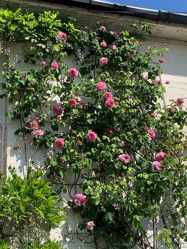 Pink climbing flowers at Laurel Cottage.