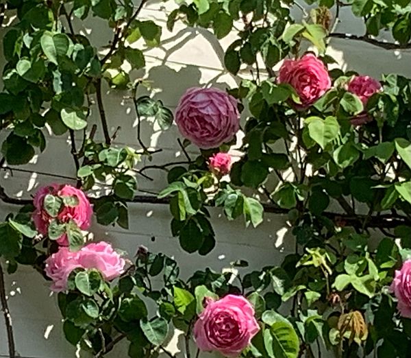 Close up of pink climbing flowers at Laurel Cottage.